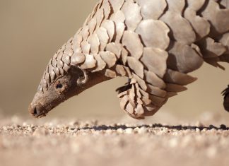 Bouc émissaire et pangolin