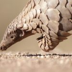 Hommage à Gérard le pangolin, il y a 34 ans, rendu par Pierre Desproges