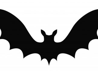 Chauves-souris, cherchez l’anagramme…